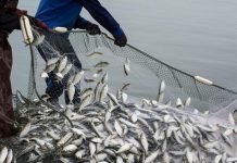 Lawmakers Urge Patience over Chuini Fishing Port Lawmakers Urge Patience over Chuini Fishing Port