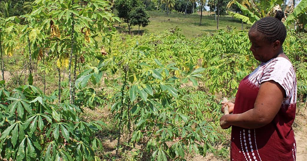 Iran War Sparks Global Fertilizer Shortage Iran War Sparks Global Fertilizer Shortage