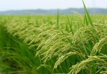 Paddy Output Hits 2.6M Tonnes, Ups Food Security Paddy Output Hits 2.6M Tonnes, Ups Food Security