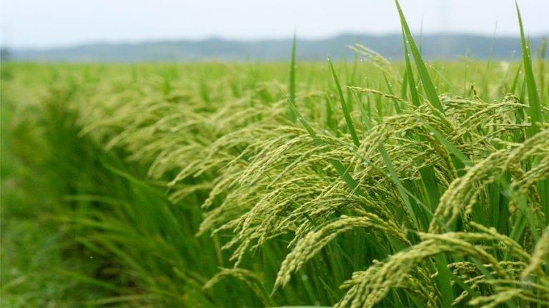 Paddy Output Hits 2.6M Tonnes, Ups Food Security Paddy Output Hits 2.6M Tonnes, Ups Food Security
