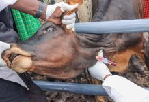 Tanzania’s Livestock Vaccination Programme Reaches 64.5% Tanzania's Livestock Vaccination Programme Reaches 64.5%