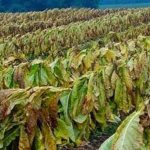 Tanzania Reviews Tobacco Production Costs to Boost Farming Tanzania Reviews Tobacco Production Costs to Boost Farming