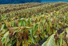 Tanzania Reviews Tobacco Production Costs to Boost Farming Tanzania Reviews Tobacco Production Costs to Boost Farming