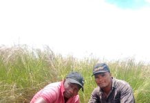 TFS and TRC Launch Tree Planting Initiative Along Railways TFS and TRC Launch Tree Planting Initiative Along Railways