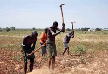 PCCB Directed to Address Unpaid Dues for Farmers PCCB Directed to Address Unpaid Dues for Farmers