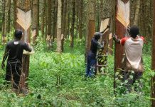 Ukerewe Youths Seize Sap Harvesting Opportunities Ukerewe Youths Seize Sap Harvesting Opportunities