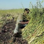 NBC Pushes Farmers into Formal Banking NBC Pushes Farmers into Formal Banking