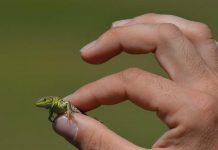 Le changement climatique : le réchauffement de la planète fait-il rétrécir les animaux ? Le changement climatique : le réchauffement de la planète fait-il rétrécir les animaux ?