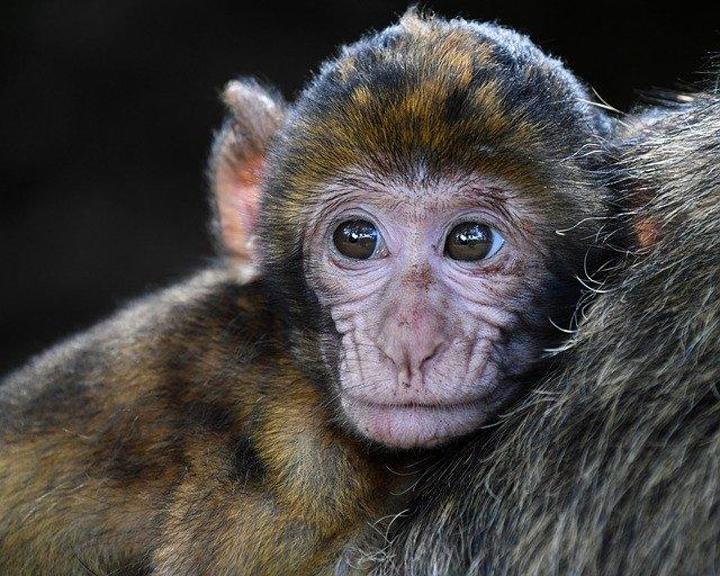 Variole du singe : vigilance accrue pour les personnes à risque Variole du singe : vigilance accrue pour les personnes à risque