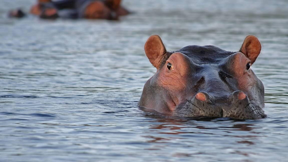 Les hippopotames d’Afrique en danger Les hippopotames d’Afrique en danger