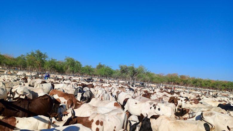 la campagne de vaccination contre la péripneumonie contagieuse bovine lancée la campagne de vaccination contre la péripneumonie contagieuse bovine lancée