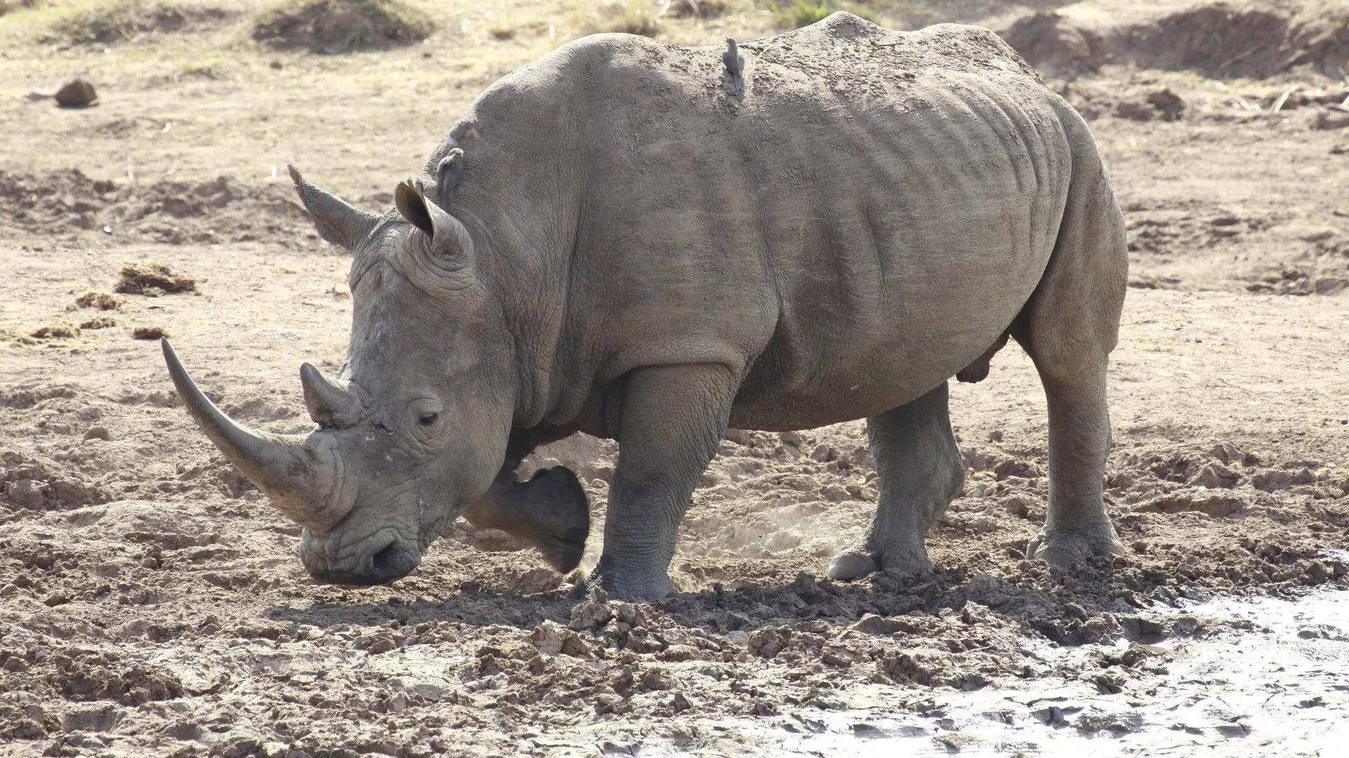 Les cornes de rhinocéros raccourcissent, selon une étude Les cornes de rhinocéros raccourcissent, selon une étude
