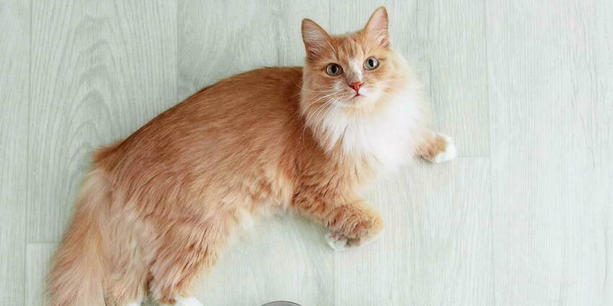 Comment rendre son chat plus écolo Comment rendre son chat plus écolo