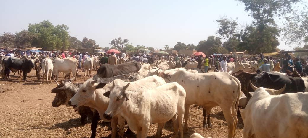 le PRAPS 2 va en guerre contre l’utilisation des faux produits vétérinaires au Mayo Kebbi Ouest le PRAPS 2 va en guerre contre l’utilisation des faux produits vétérinaires au Mayo Kebbi Ouest