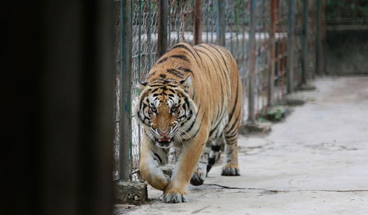 Afrique du Sud : un tigre s’échappe d’une ferme privée Afrique du Sud : un tigre s’échappe d’une ferme privée