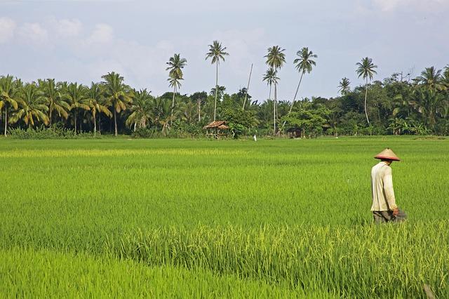 La production agricole de l’Afrique pourrait plus que tripler d’ici 2030 La production agricole de l’Afrique pourrait plus que tripler d’ici 2030