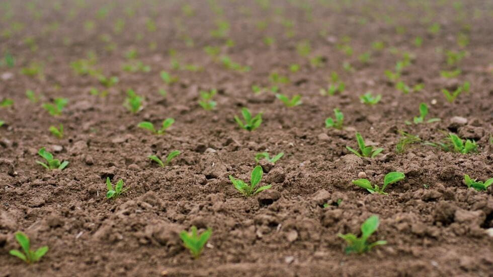 Agriculture en Afrique: «Il faut plus d'investissements dans le système agroalimentaire» Agriculture en Afrique: «Il faut plus d'investissements dans le système agroalimentaire»