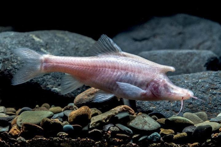 Un poisson aveugle au « front de licorne » découvert au fond d’une grotte chinoise Un poisson aveugle au « front de licorne » découvert au fond d’une grotte chinoise