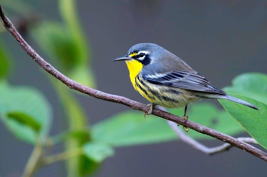 Bahamas songbird is under threat of extinction – but preserving old pine forests will help save it Bahamas songbird is under threat of extinction – but preserving old pine forests will help save it