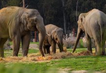 Une ONG alerte sur la reprise du braconnage d’éléphants Une ONG alerte sur la reprise du braconnage d'éléphants