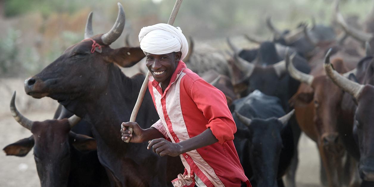 Comment le Tchad compte transformer son élevage, pilier de son économie Comment le Tchad compte transformer son élevage, pilier de son économie