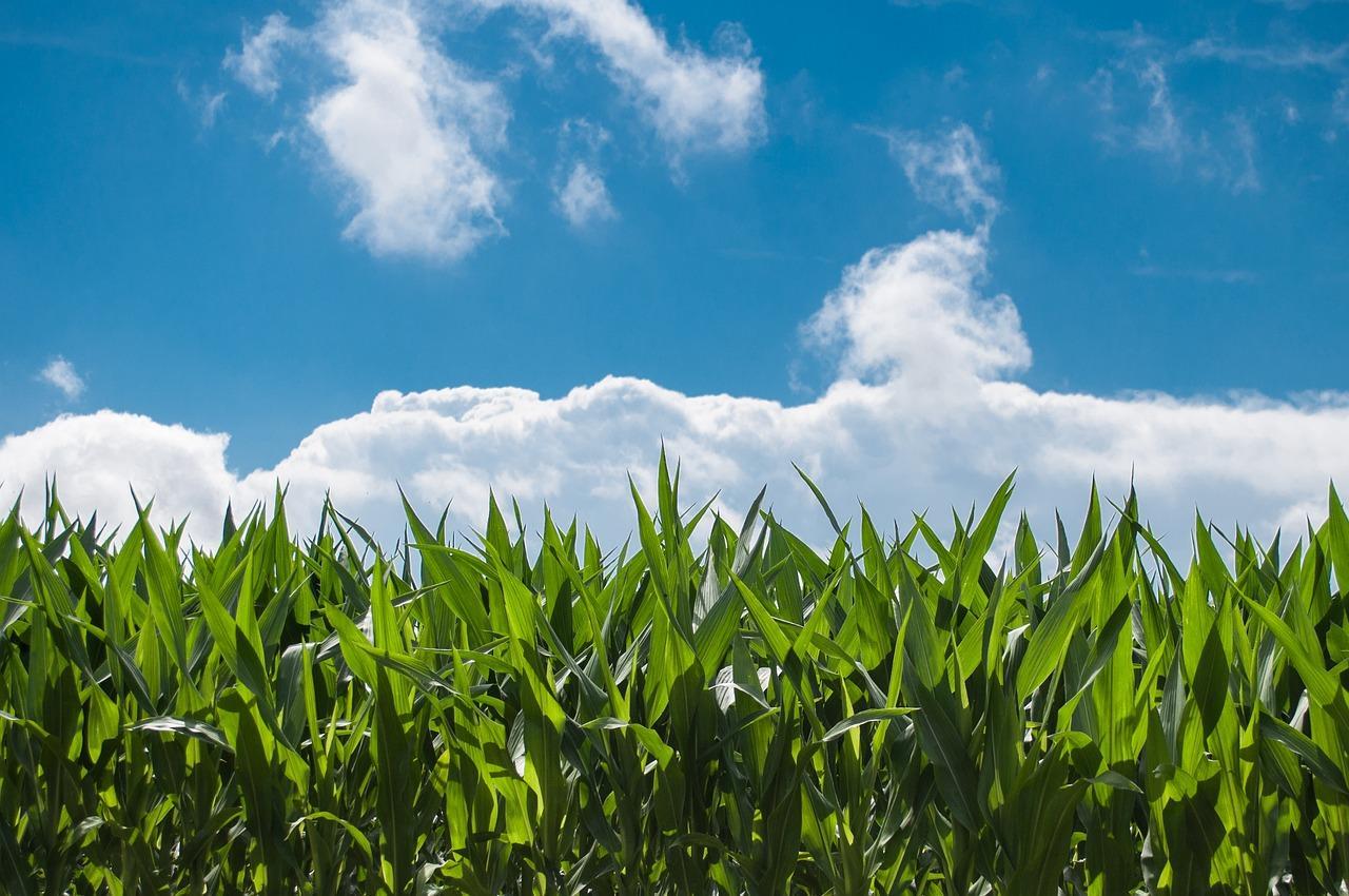 campagne agricole normale au Salamat malgré la répartition pluviométrique discontinue campagne agricole normale au Salamat malgré la répartition pluviométrique discontinue