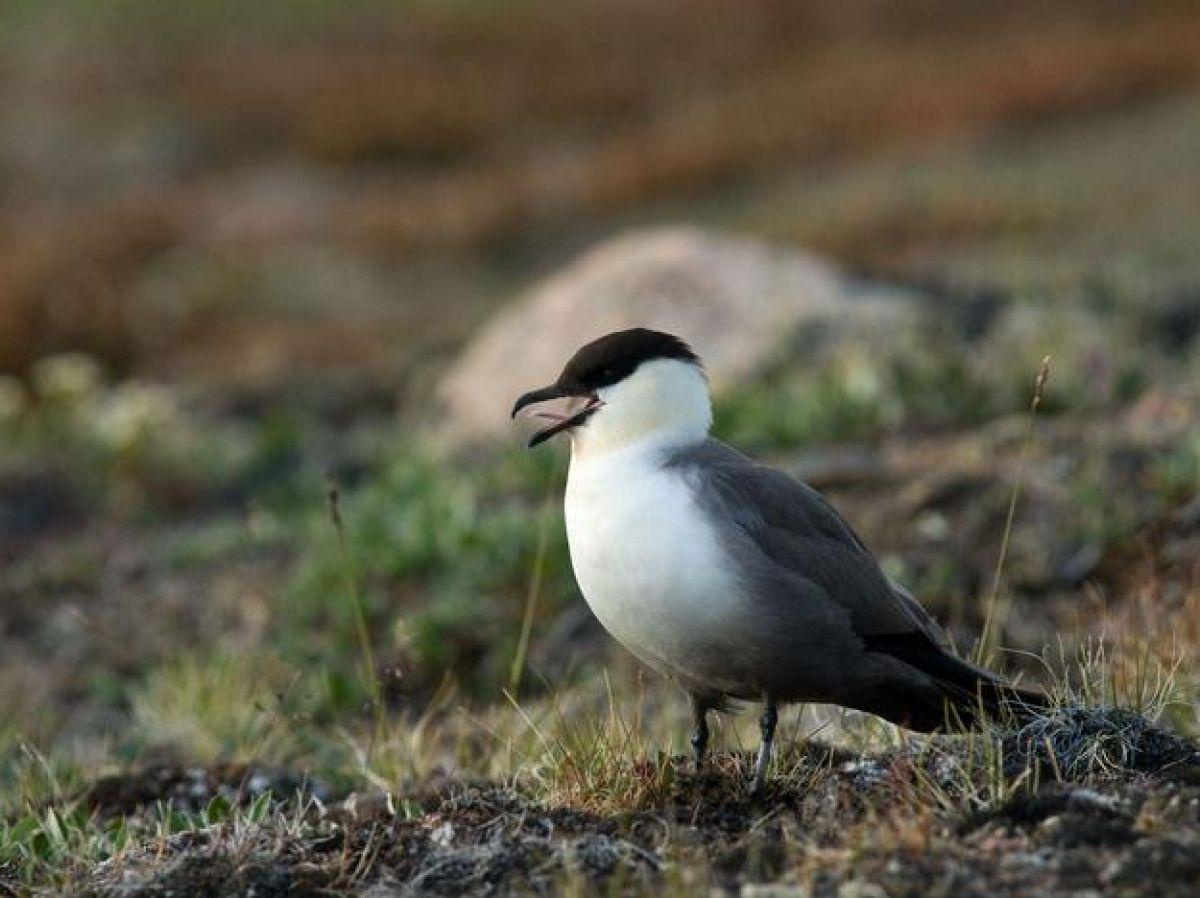 Oiseaux : une intelligence artificielle qui crée des chants réalistes pour préserver les espèces rares et menacées Oiseaux : une intelligence artificielle qui crée des chants réalistes pour préserver les espèces rares et menacées