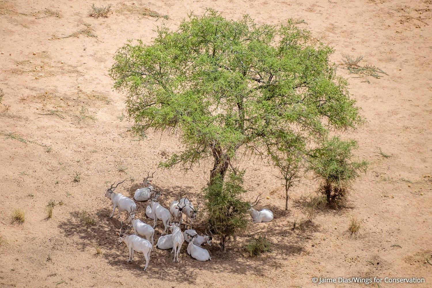 Réchauffement climatique : impact sur la faune tchadienne