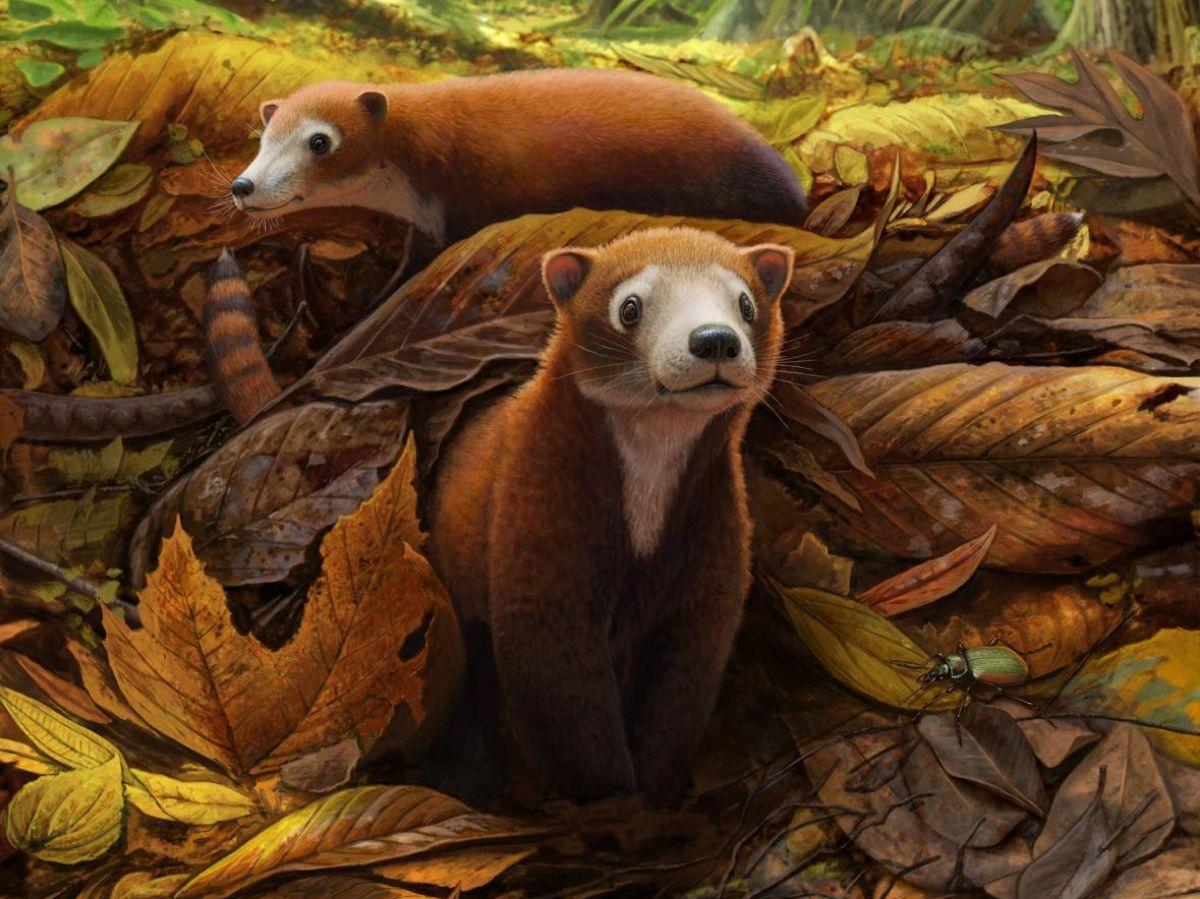 Ce mammifère pourrait être l'ancêtre des vaches, des cerfs et de tous les ongulés Ce mammifère pourrait être l'ancêtre des vaches, des cerfs et de tous les ongulés