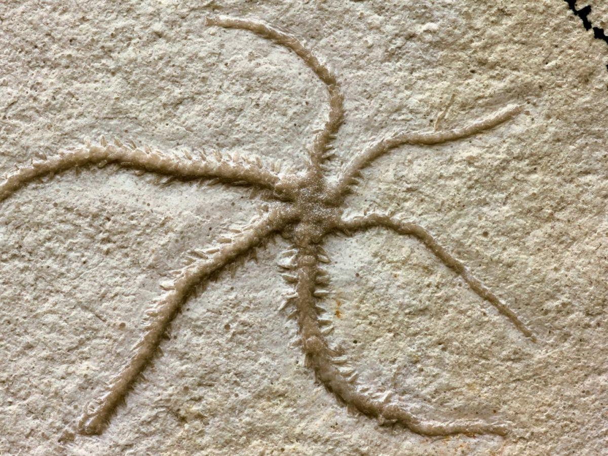 Découverte d'une ophiure vieille de 155 millions d'années figée en plein clonage Découverte d'une ophiure vieille de 155 millions d'années figée en plein clonage