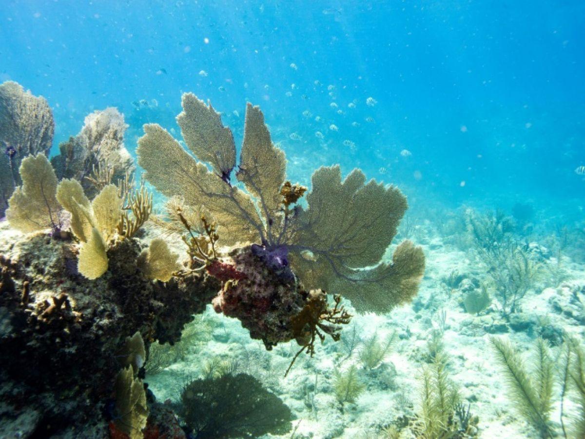 L'épisode mondial de blanchissement des coraux continue de s'aggraver L'épisode mondial de blanchissement des coraux continue de s'aggraver