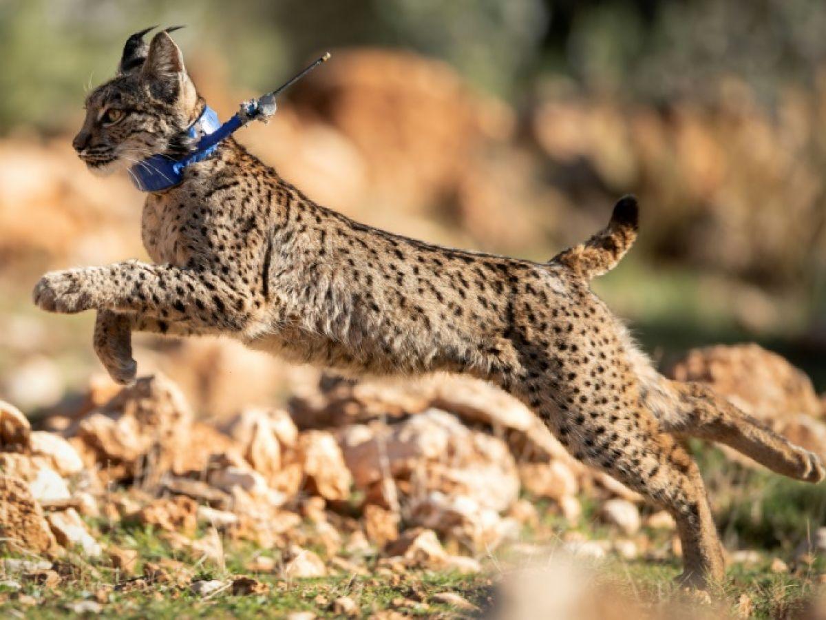 Le nombre de lynx ibériques, une espèce menacée, a doublé en trois ans Le nombre de lynx ibériques, une espèce menacée, a doublé en trois ans