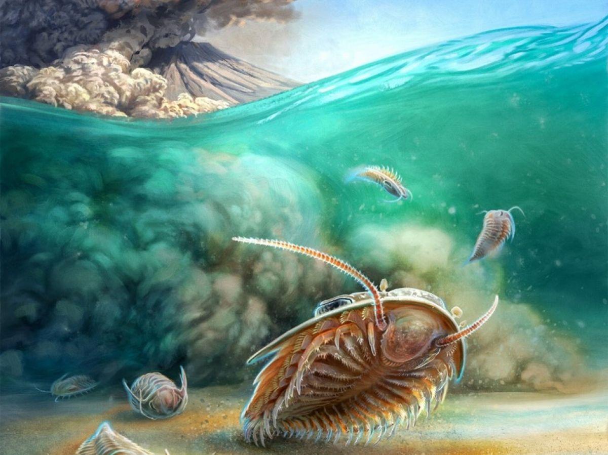 Au Maroc, l'incroyable découverte d'un site à fossiles, la Pompéi des trilobites Au Maroc, l'incroyable découverte d'un site à fossiles, la Pompéi des trilobites