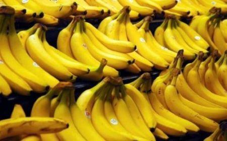 L’Afrique pourrait profiter d’un recul de la présence de la banane dollar avec le changement climatique L’Afrique pourrait profiter d’un recul de la présence de la banane dollar avec le changement climatique