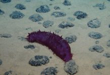 Autorité des Fonds Marins Rejette Moratoire d’Exploitation Autorité des Fonds Marins Rejette Moratoire d'Exploitation