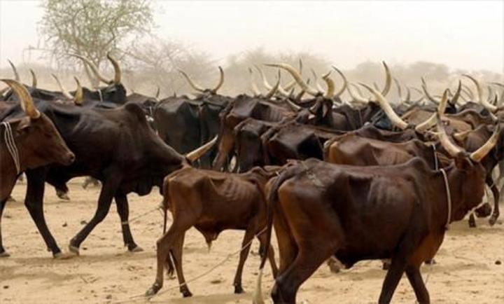 Premier Fournisseur De Bétail Au Cameroun En 2024 Premier Fournisseur De Bétail Au Cameroun En 2024