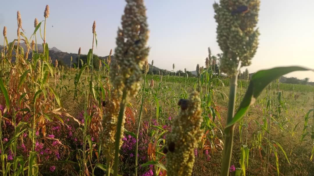 Inquiétude Des Cultivateurs Au Guéra Malgré Pluie Inquiétude Des Cultivateurs Au Guéra Malgré Pluie