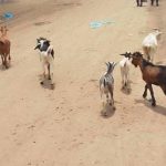 Hommes en Treillis Volent Troupeaux à Ambata Hommes en Treillis Volent Troupeaux à Ambata