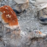 Lichens Orange Facilitent la Découverte d’Os de Dinosaures Lichens Orange Facilitent la Découverte d'Os de Dinosaures