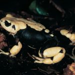 Crapauds Exceptionnels Ne Deviendront Jamais Têtards Crapauds Exceptionnels Ne Deviendront Jamais Têtards