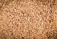 Le sésame, une filière agricole en plein essor Le sésame, une filière agricole en plein essor