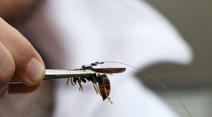 Traque Ingénieuse des Nids de Frelons Asiatiques en Alsace Traque Ingénieuse des Nids de Frelons Asiatiques en Alsace