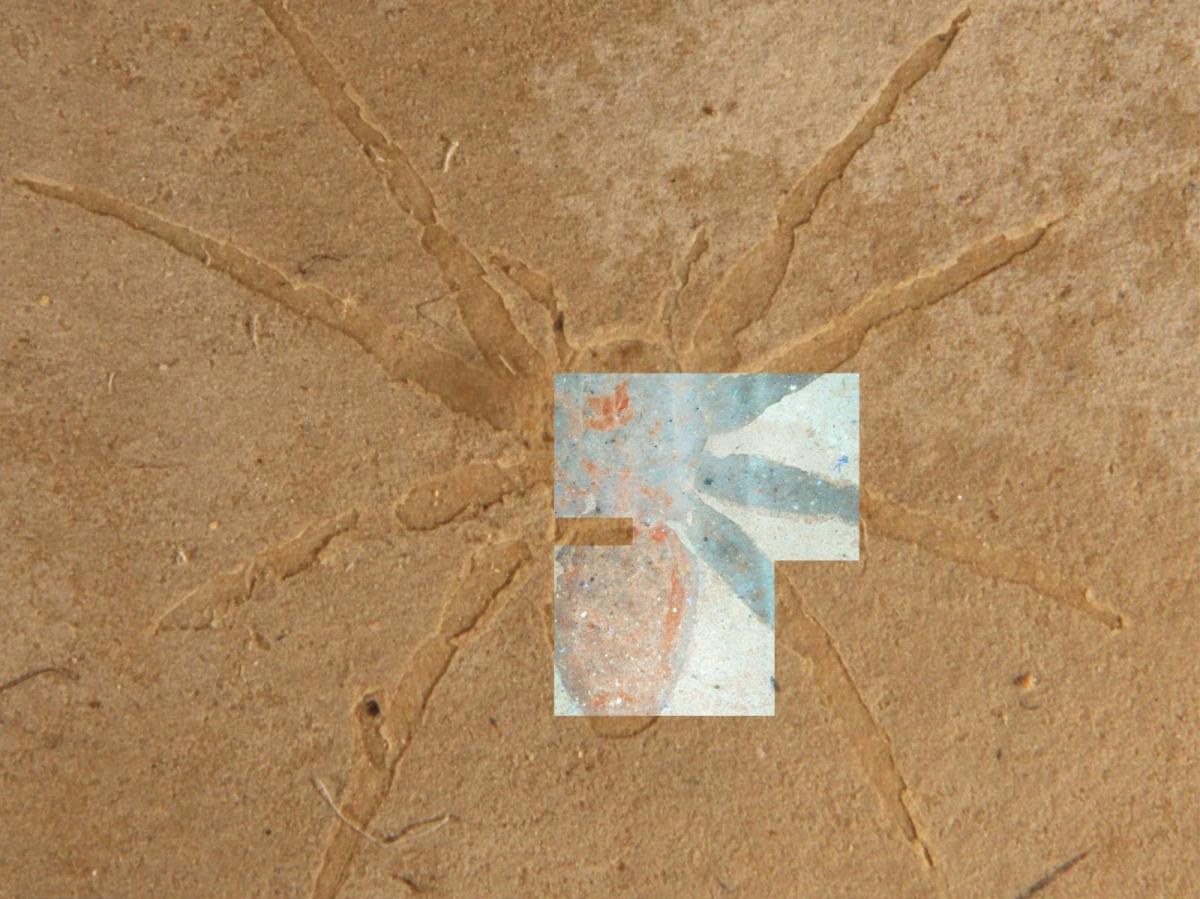 Micro-algues Préservent Araignées Fossiles Aix-en-Provence Micro-algues Préservent Araignées Fossiles Aix-en-Provence