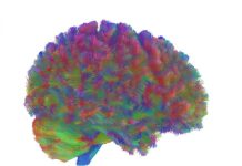 DECOUVERTE. Voici les cinq âges clés de notre cerveau DECOUVERTE. Voici les cinq âges clés de notre cerveau