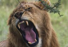 Lions Rugissent de Deux Façons Différentes Lions Rugissent de Deux Façons Différentes