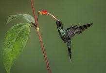 Évolution du bec du colibri pour transpercer adversaires Évolution du bec du colibri pour transpercer adversaires