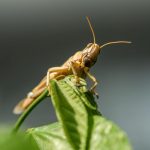 Le Criquet Nouvelle Star des Soirées Tchadiennes Le Criquet Nouvelle Star des Soirées Tchadiennes