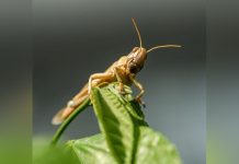 Le Criquet Nouvelle Star des Soirées Tchadiennes Le Criquet Nouvelle Star des Soirées Tchadiennes