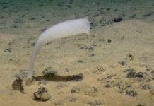 Chute de 37% des Animaux Marins en Zone Minière Chute de 37% des Animaux Marins en Zone Minière