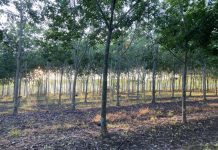 Caoutchouc Naturel: Plan d’Action pour Culture Durable Caoutchouc Naturel: Plan d'Action pour Culture Durable